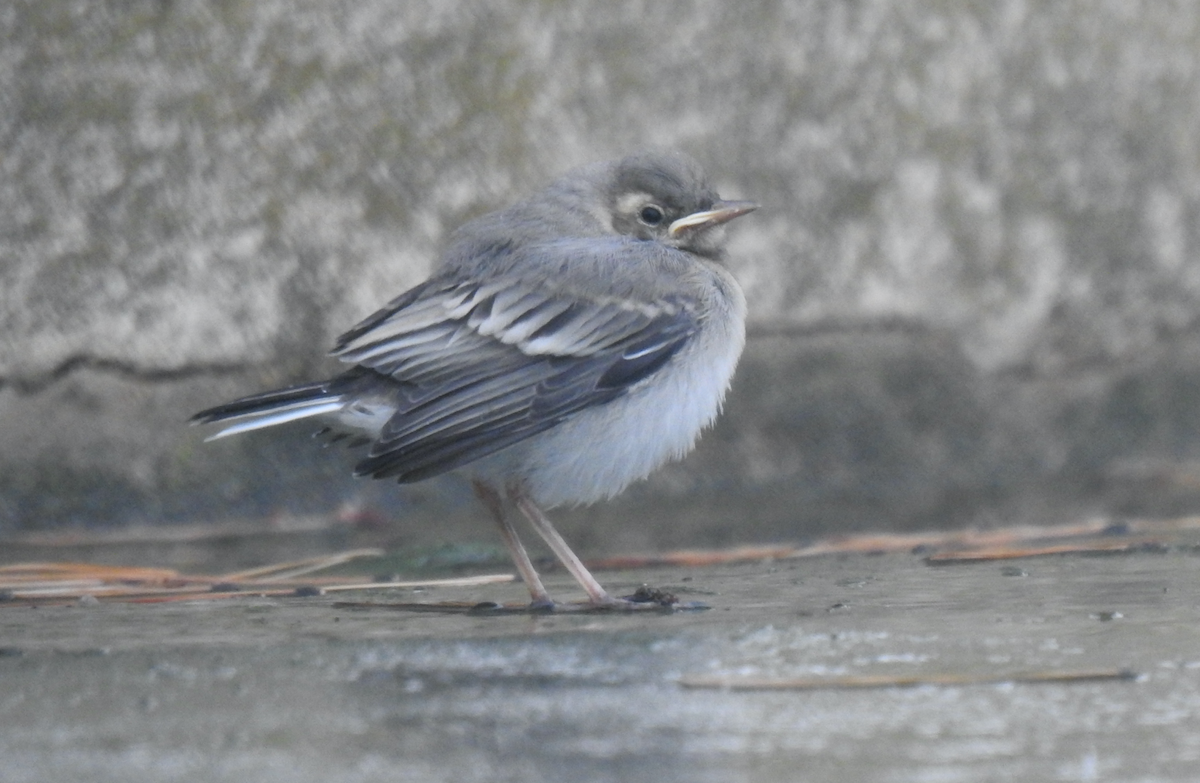 White Wagtail - ML618093054