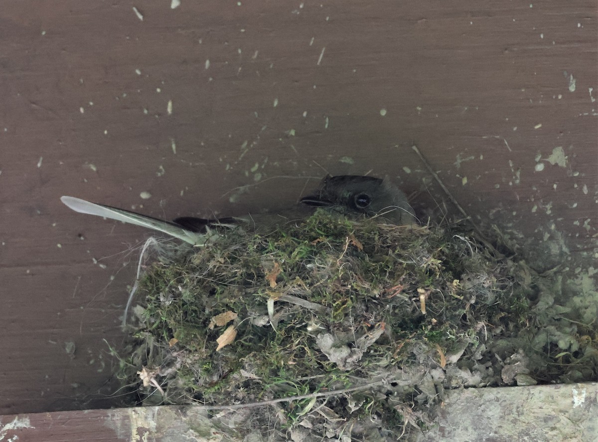 Eastern Phoebe - Stacia Novy