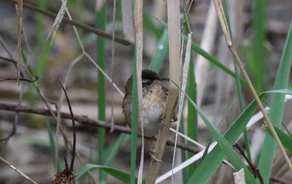 Marsh Wren - ML618093123