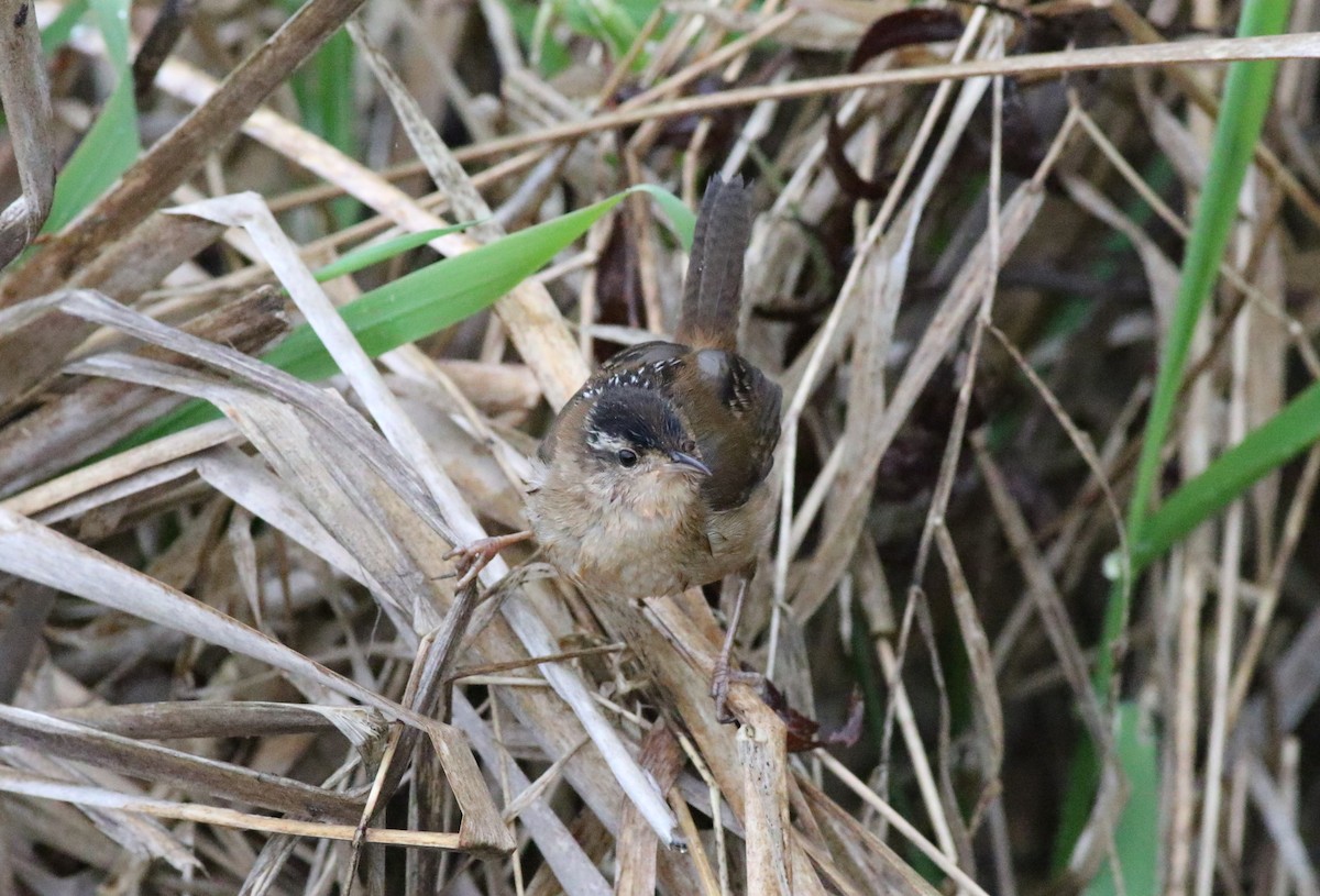 Marsh Wren - ML618093125