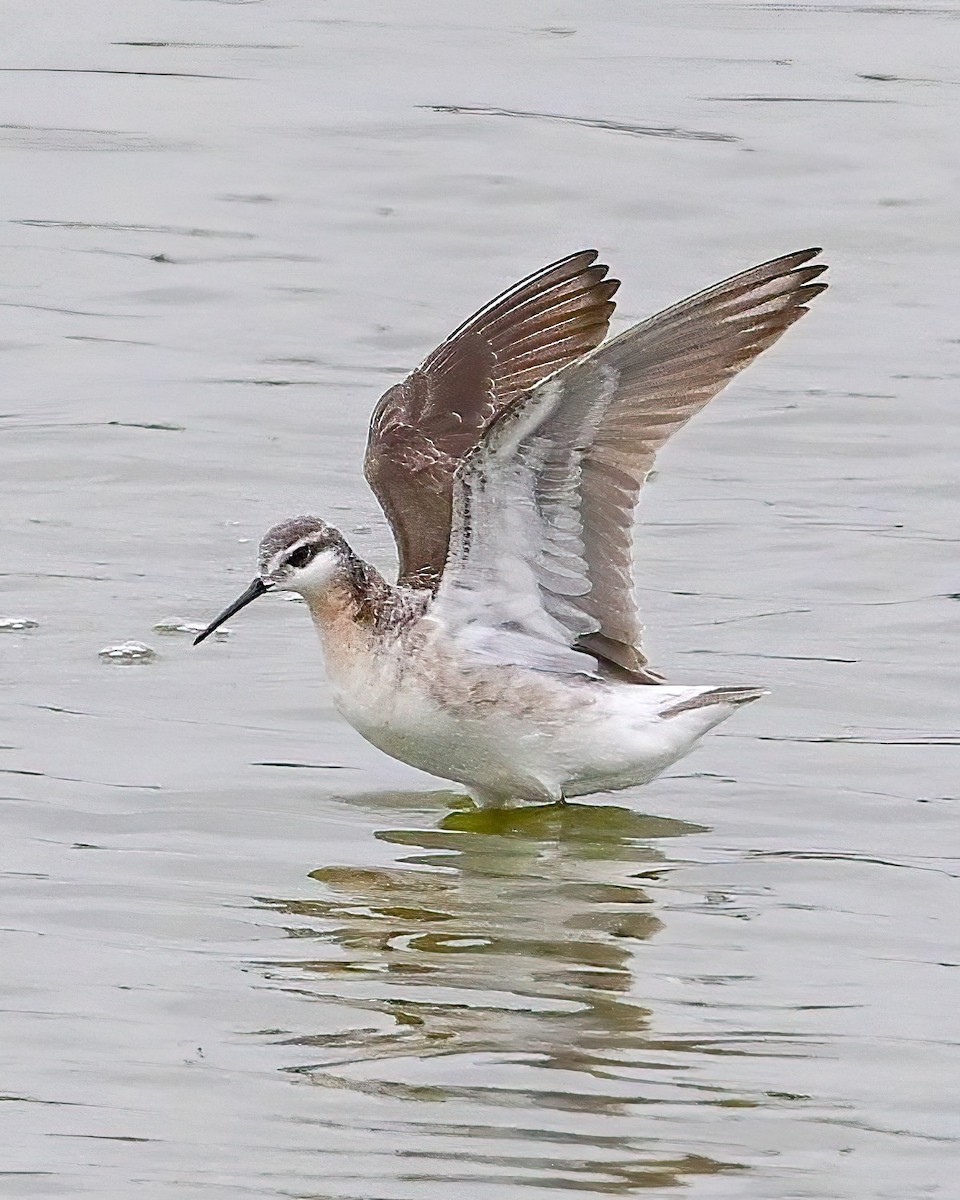 Wilson's Phalarope - ML618093128