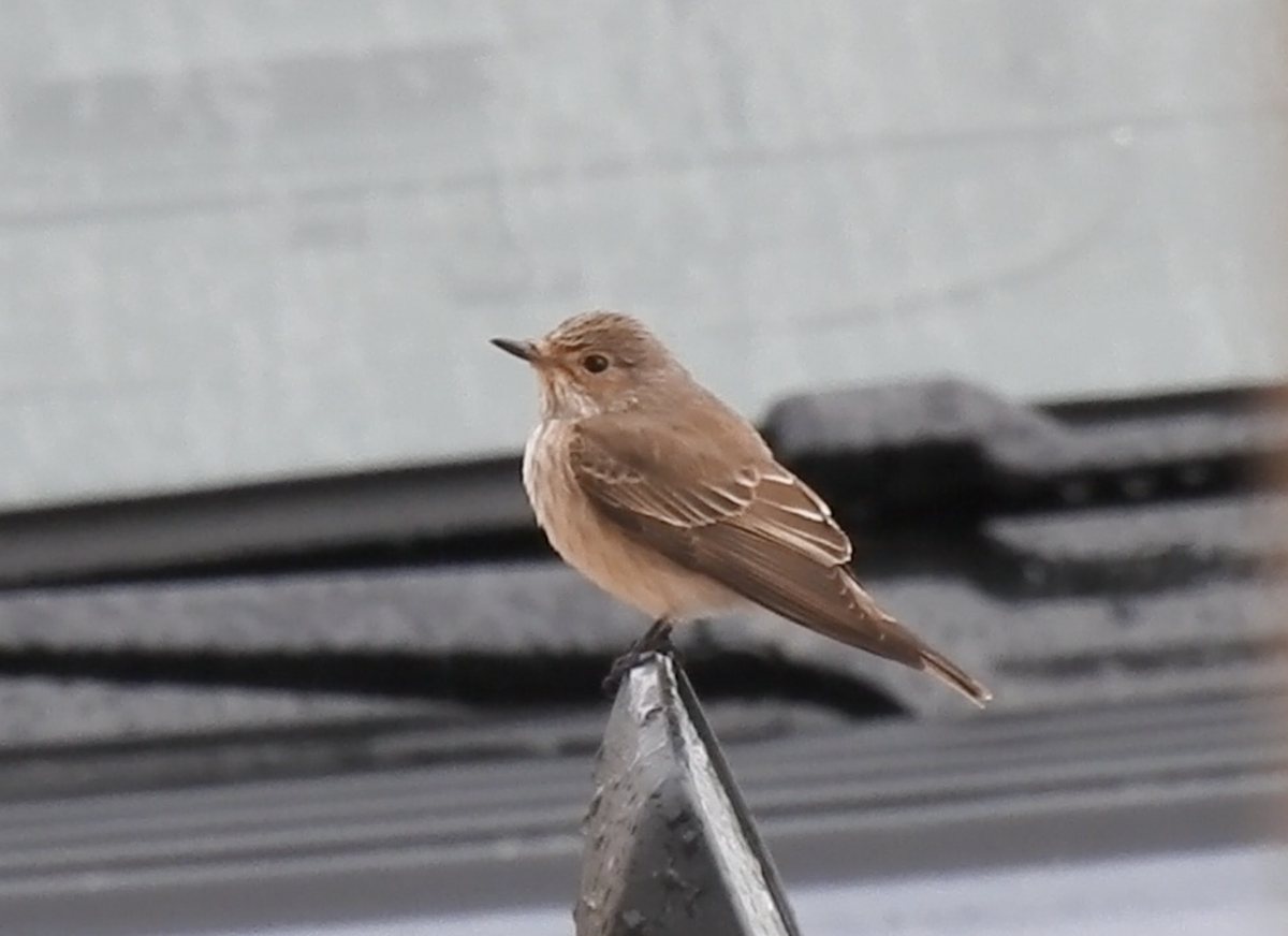 Spotted Flycatcher - ML618093178