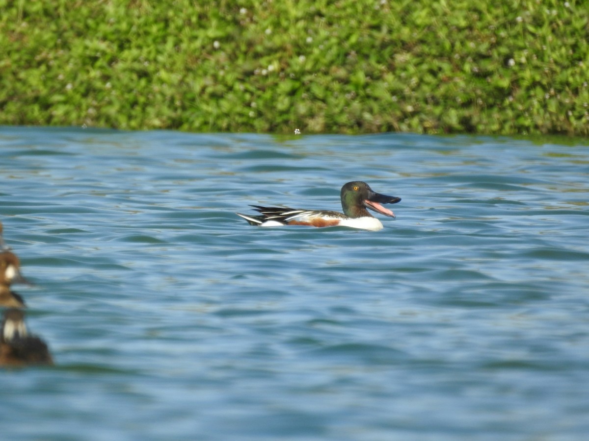 Northern Shoveler - Nicolás Díaz Pérez