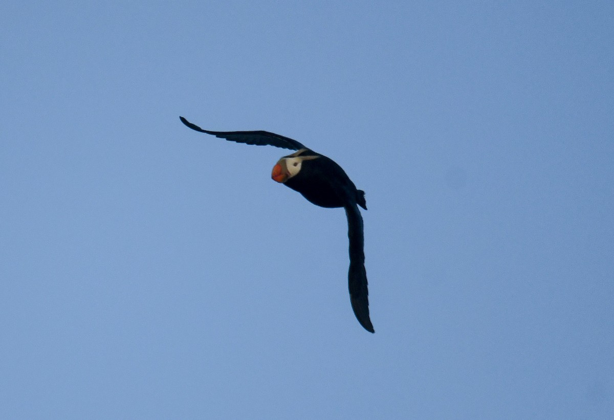 Tufted Puffin - Michael Pierson