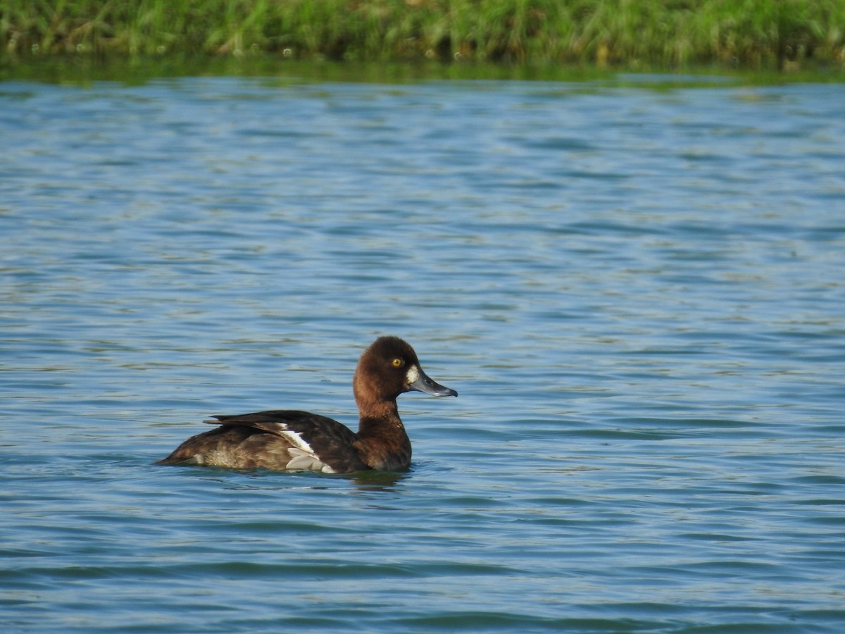 Lesser Scaup - ML618093272