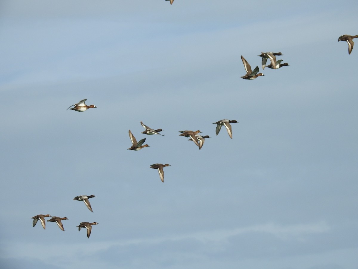 Lesser Scaup - ML618093275