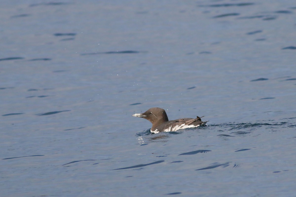 Common Murre - ML618093284