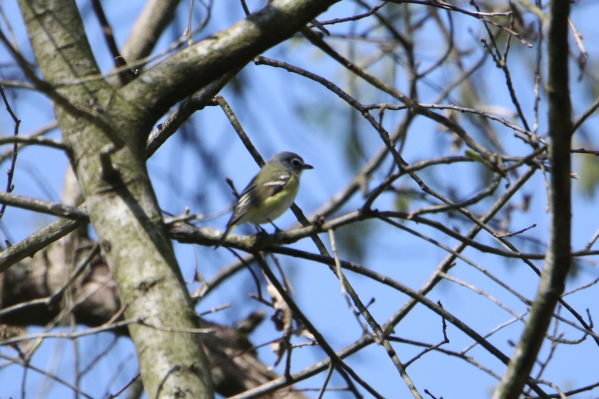 Blue-headed Vireo - ML618093287