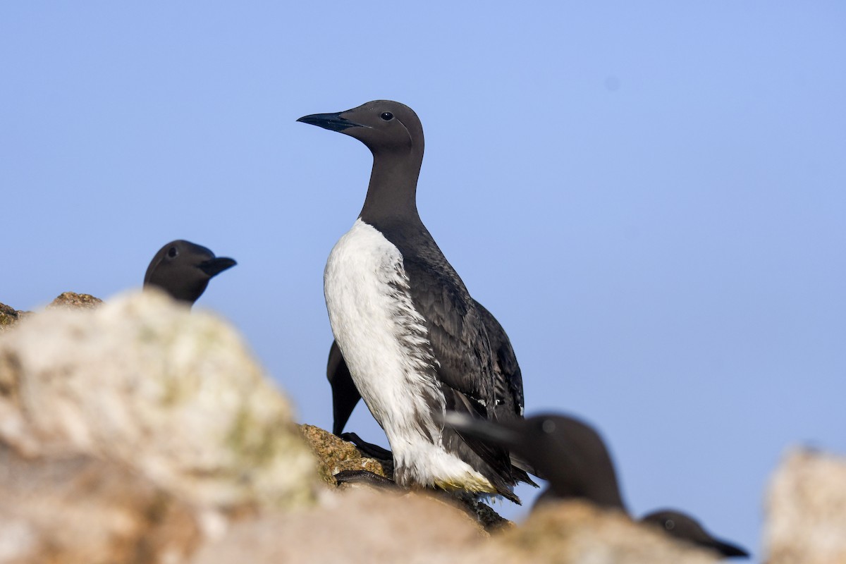 Common Murre - Michael Pierson