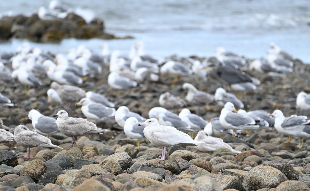 Glaucous Gull - ML618093315