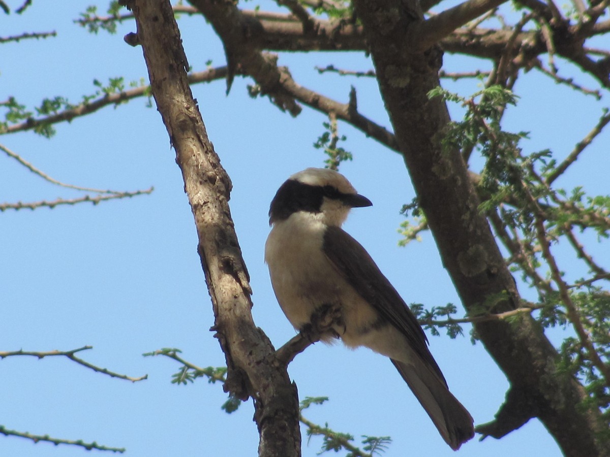 White-rumped Shrike - ML618093361