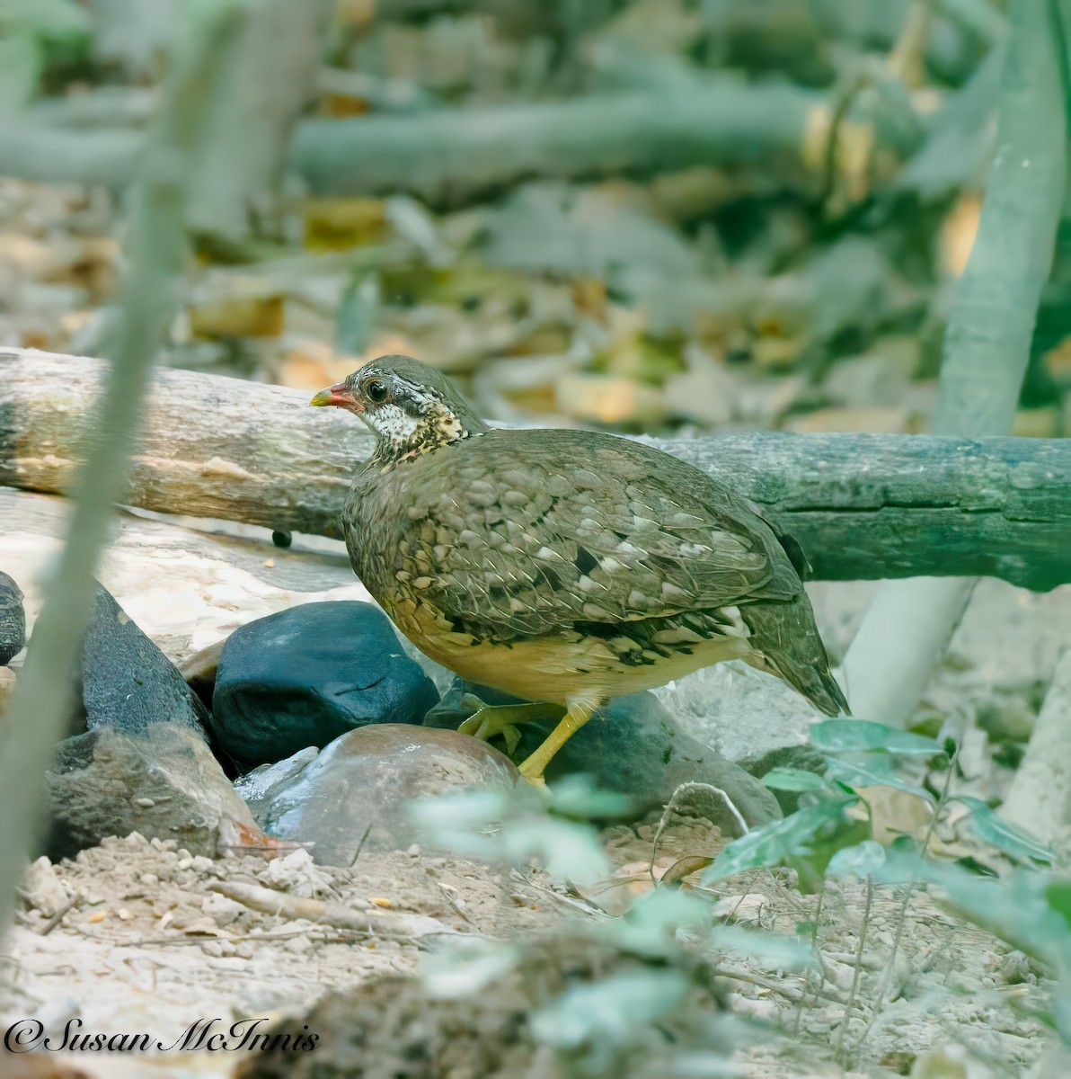 Scaly-breasted Partridge - Susan Mac