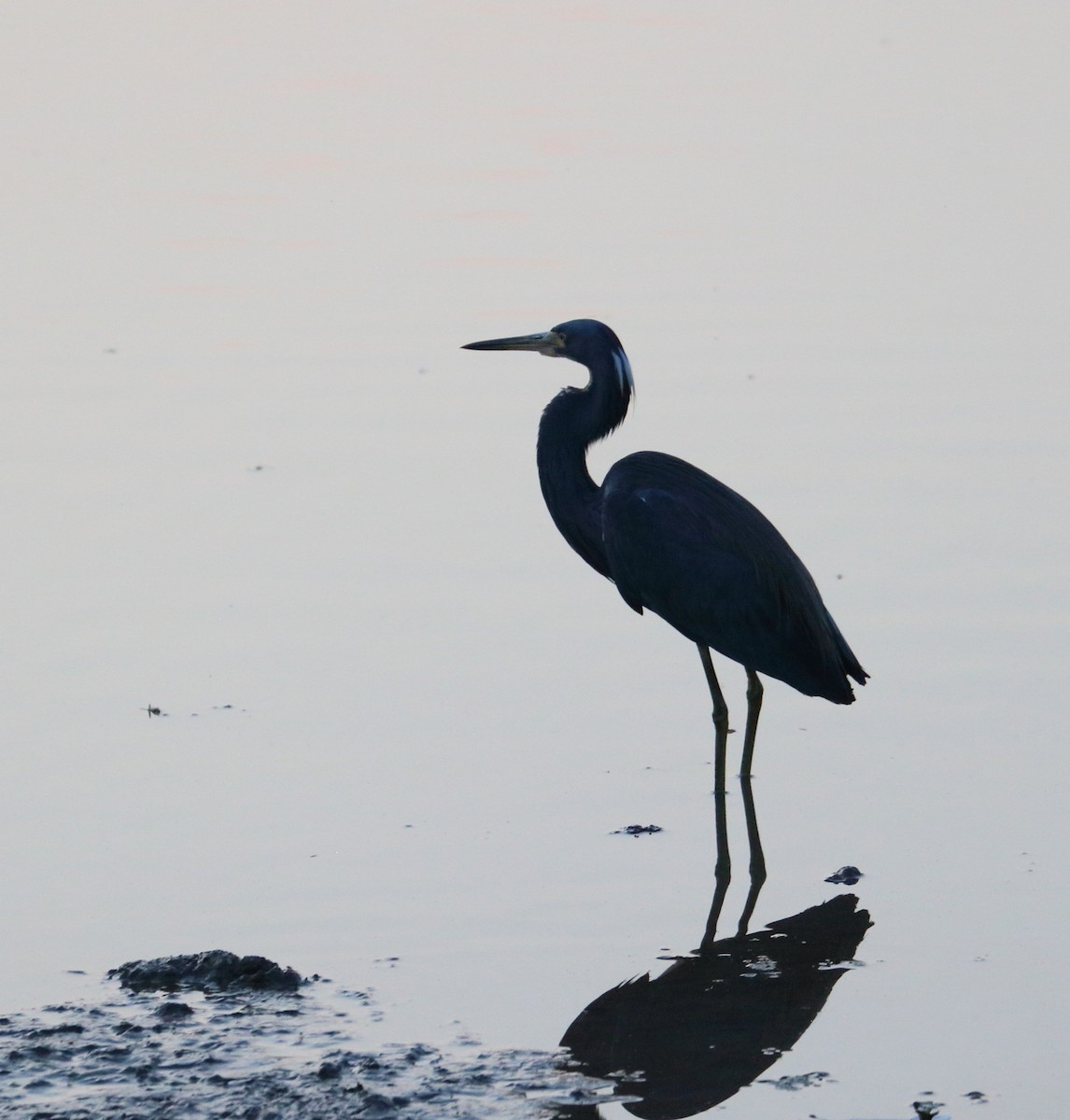 Tricolored Heron - Braden Collard