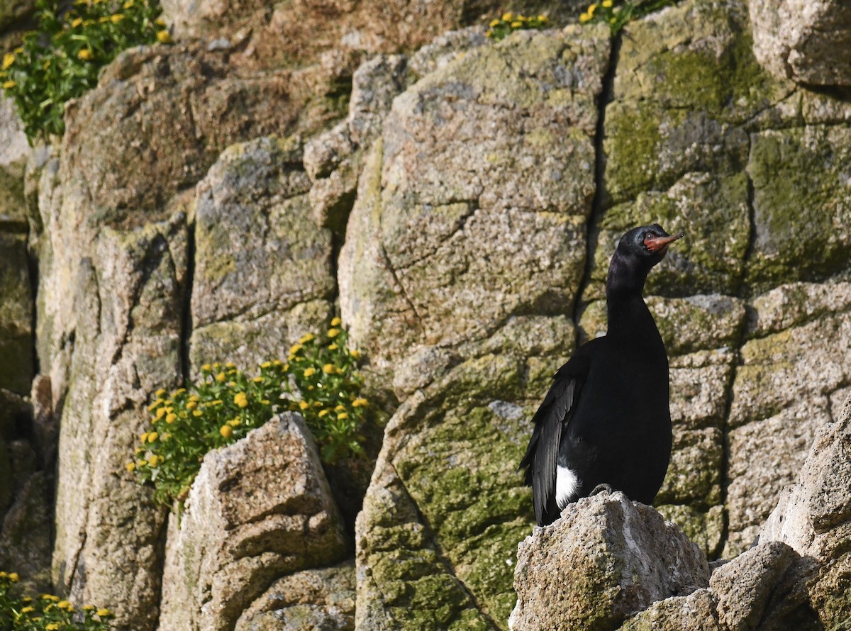 Pelagic Cormorant - Michael Pierson