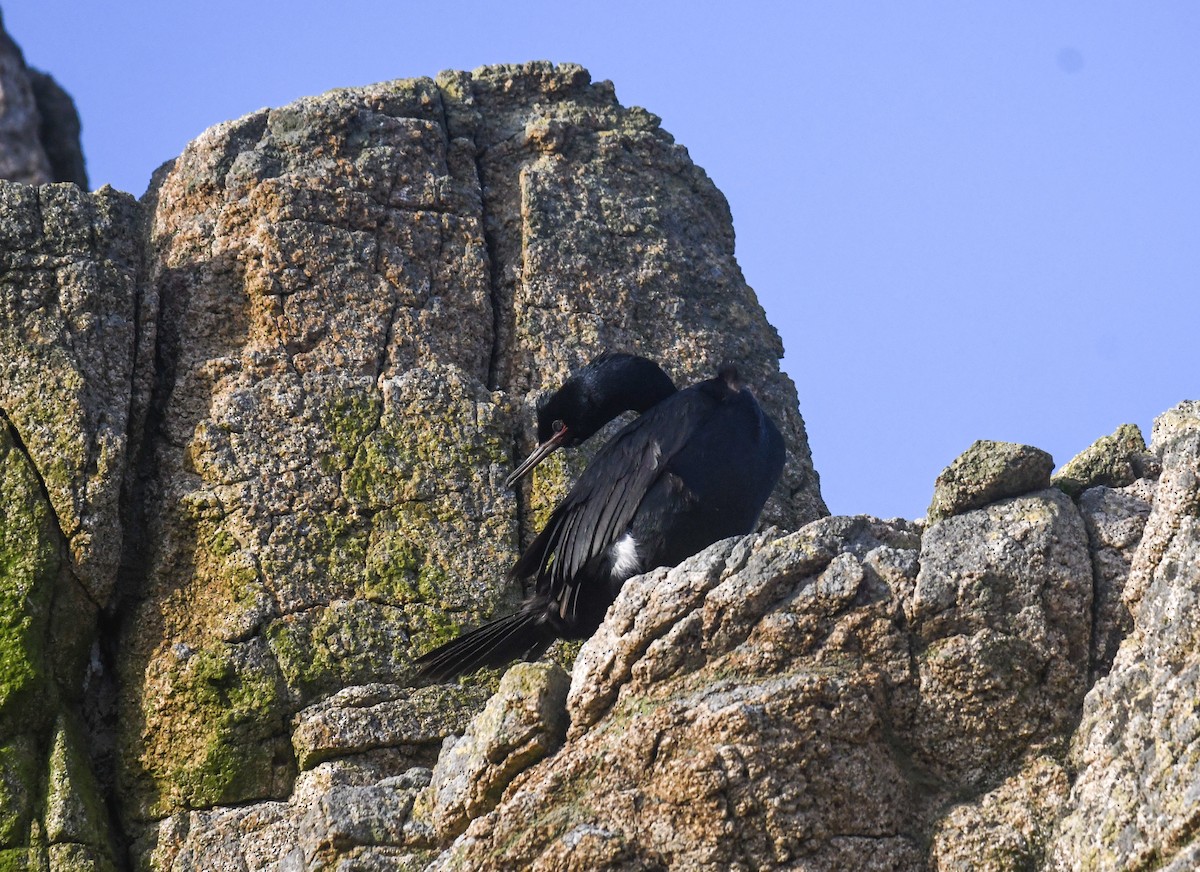 Pelagic Cormorant - Michael Pierson