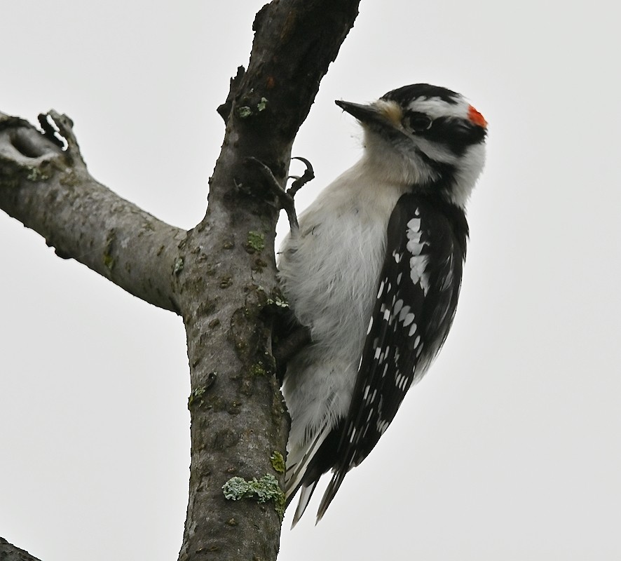 Downy Woodpecker - Regis Fortin