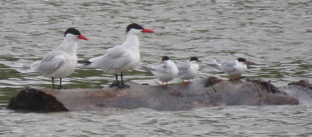 Caspian Tern - Todd Ballinger