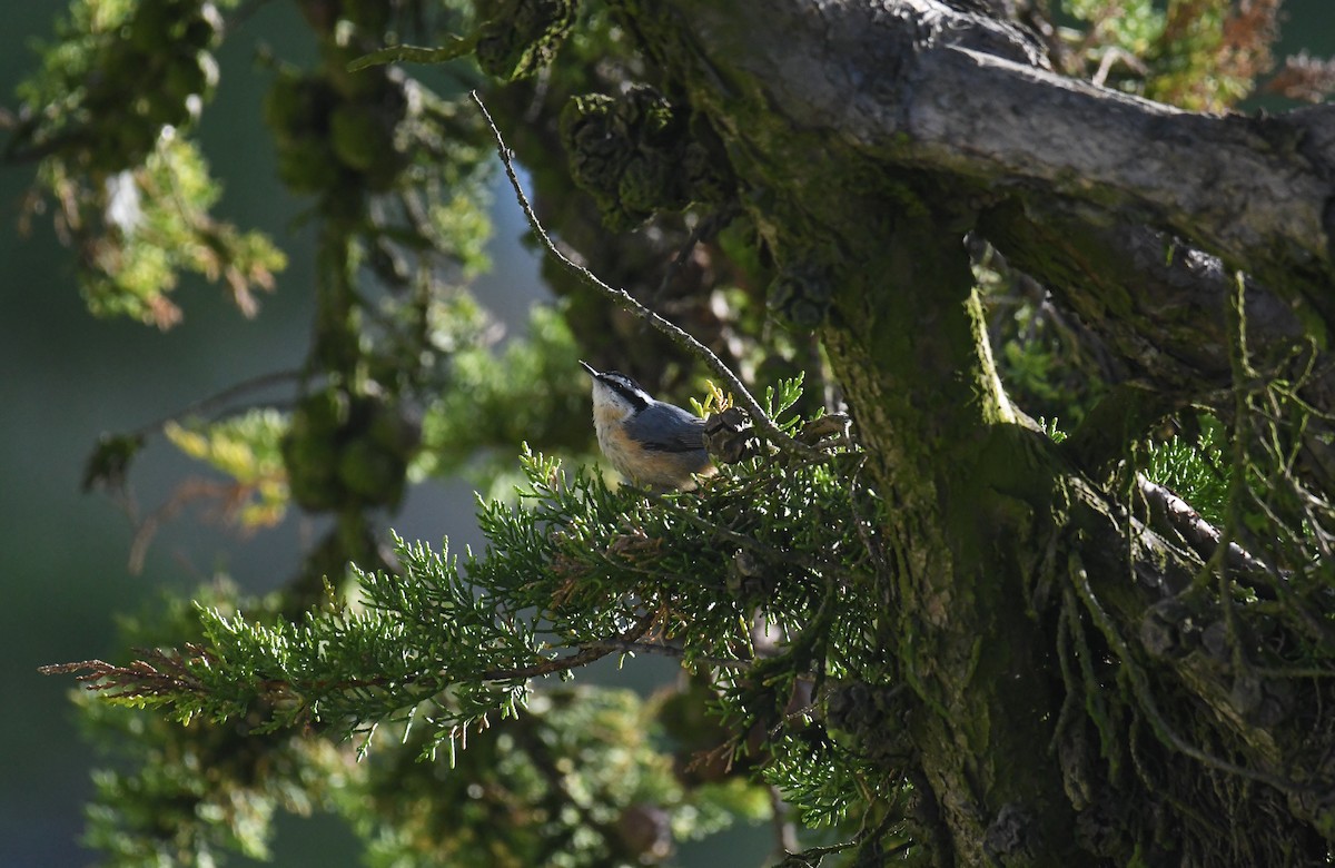 Red-breasted Nuthatch - Michael Pierson