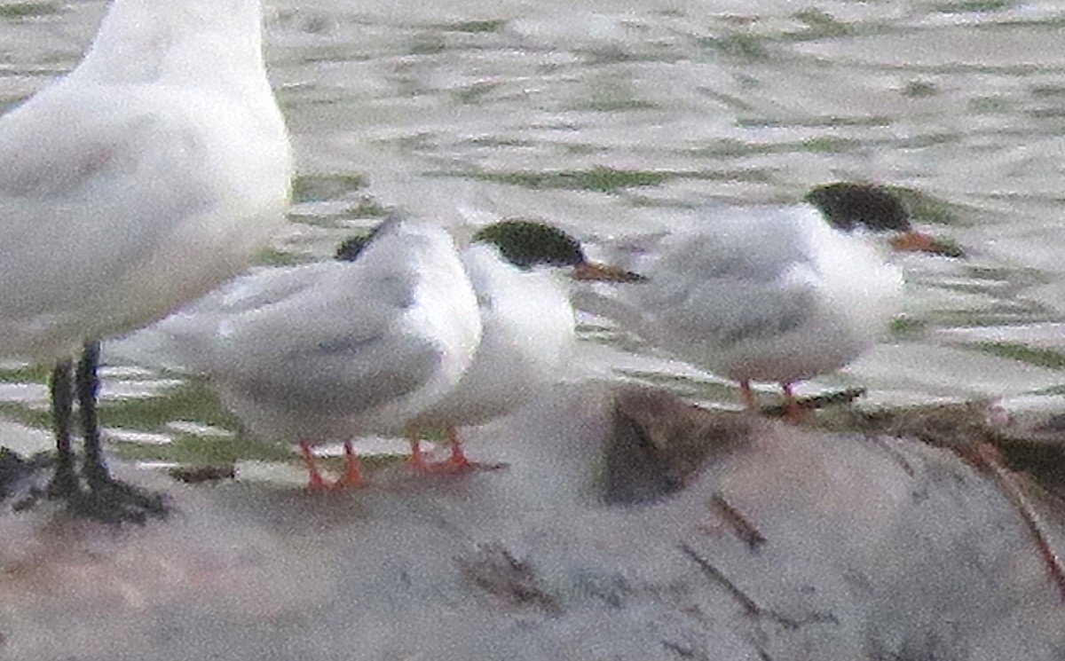 Forster's Tern - Todd Ballinger