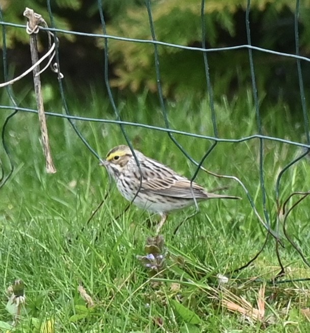 Savannah Sparrow - Kim Westcott