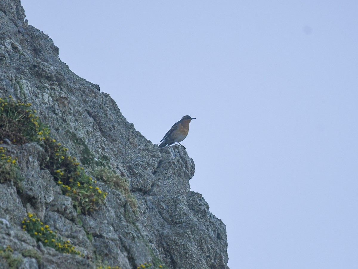 Varied Thrush - Michael Pierson