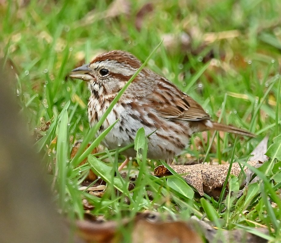 Song Sparrow - Regis Fortin