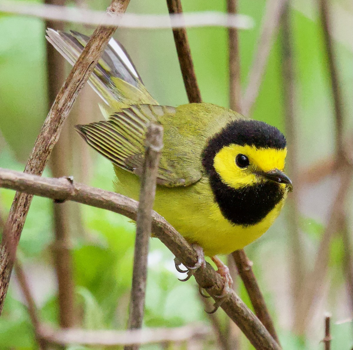 Hooded Warbler - Michael Yellin