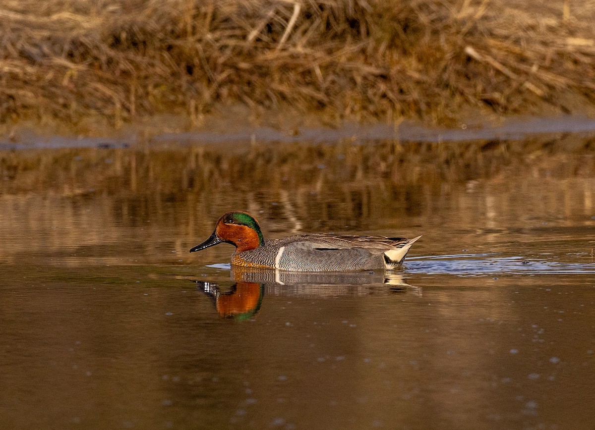 Green-winged Teal - Robin Ohrt