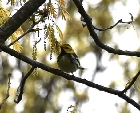 Black-throated Green Warbler - Kim Westcott