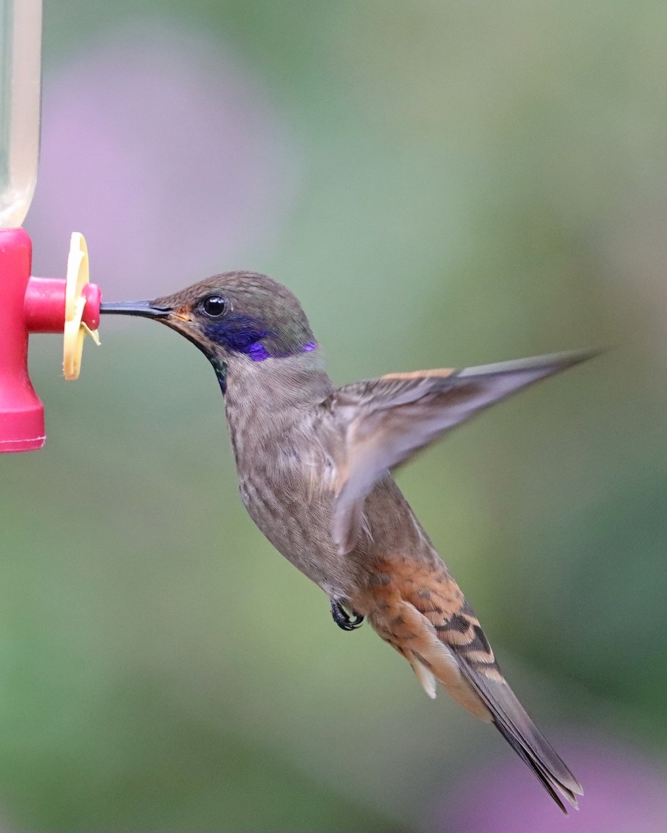 Brown Violetear - Dan Kempf