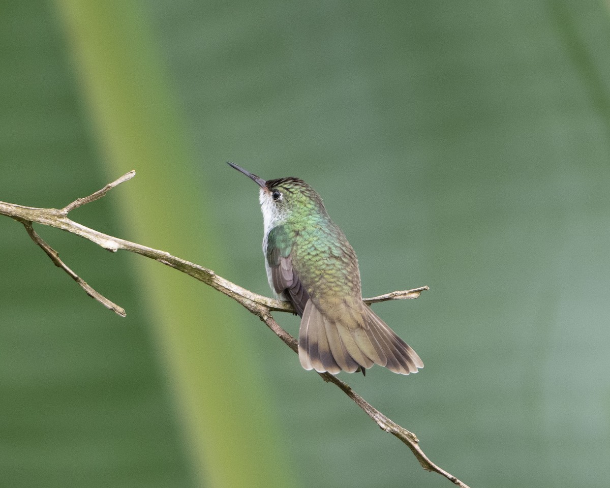 White-bellied Emerald - Anthony Kaduck