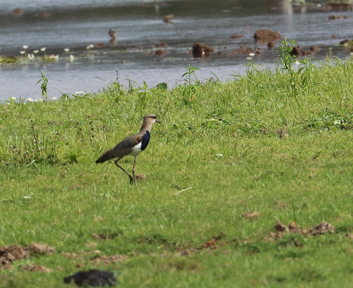 Southern Lapwing - ML618093515