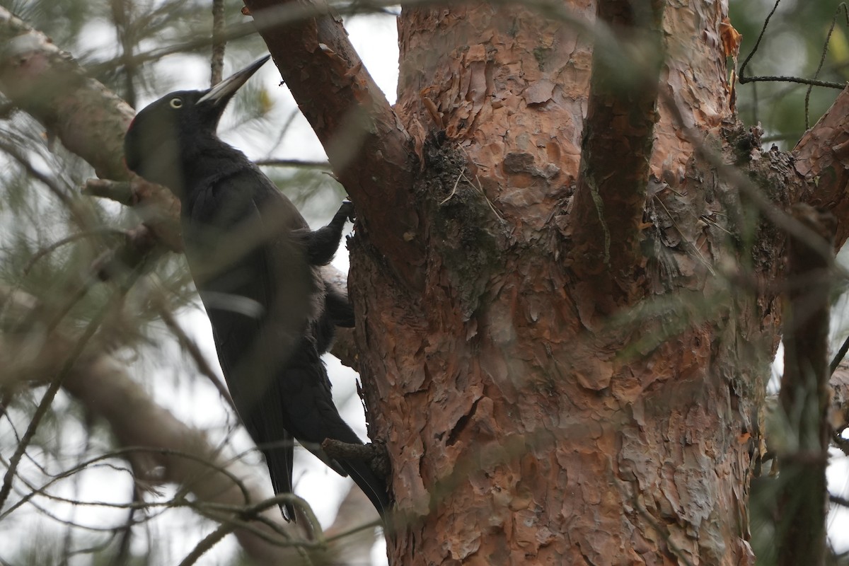 Black Woodpecker - ML618093537