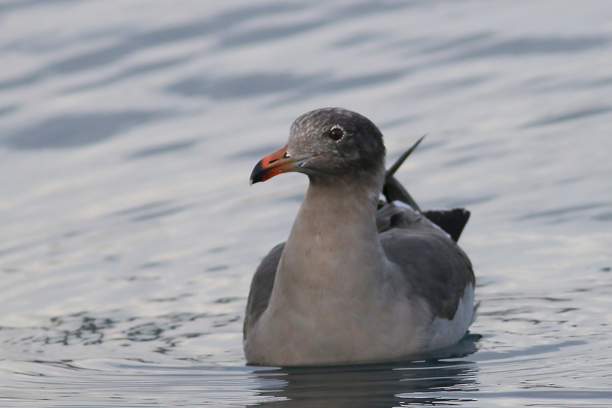 Heermann's Gull - Jan Andersson