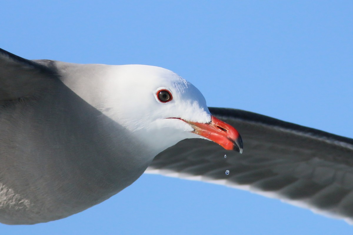 Heermann's Gull - Jan Andersson