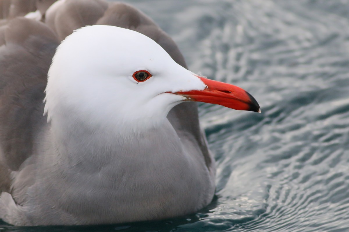 Heermann's Gull - Jan Andersson