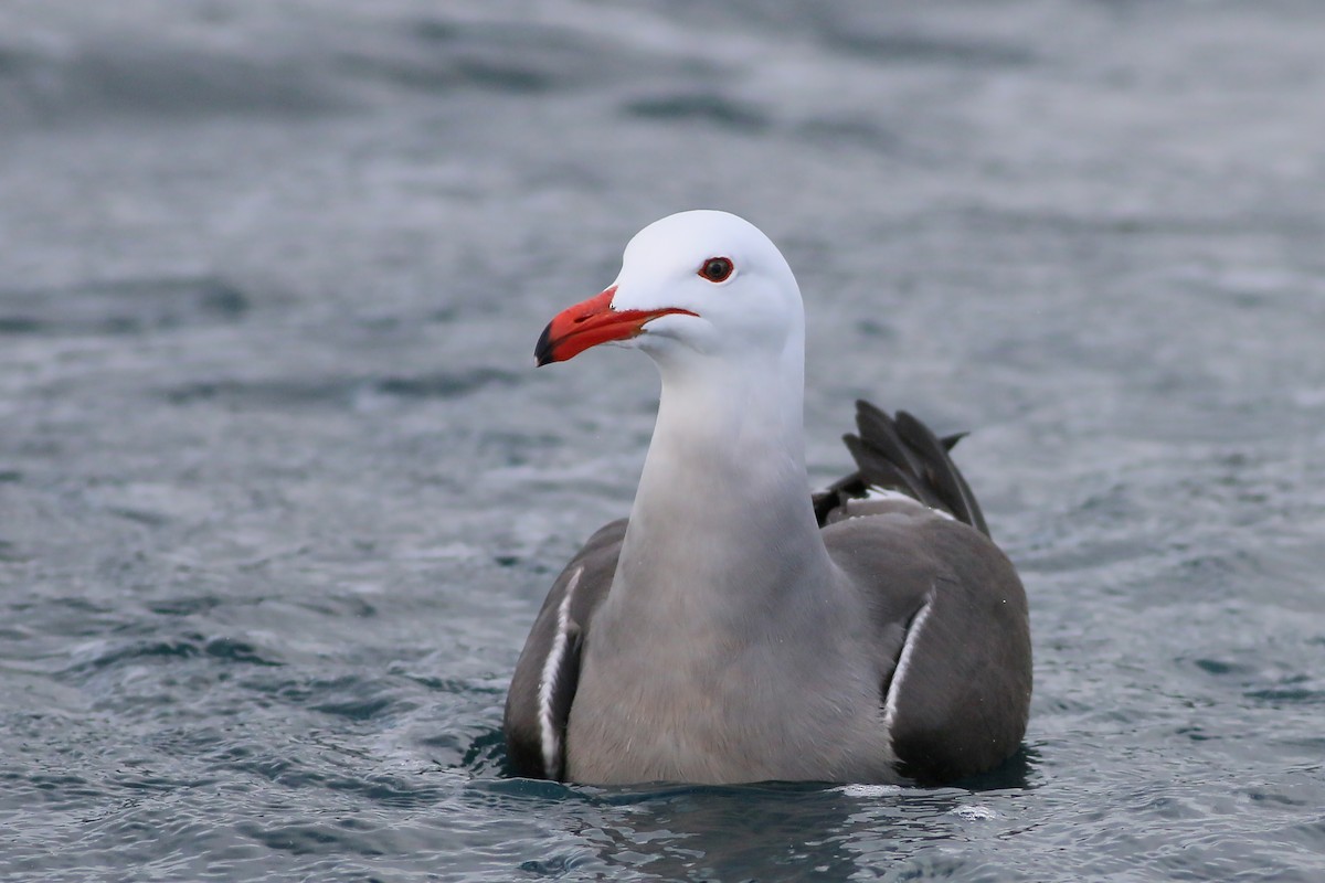 Heermann's Gull - Jan Andersson