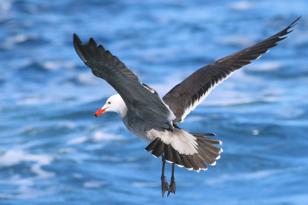 Heermann's Gull - Jan Andersson