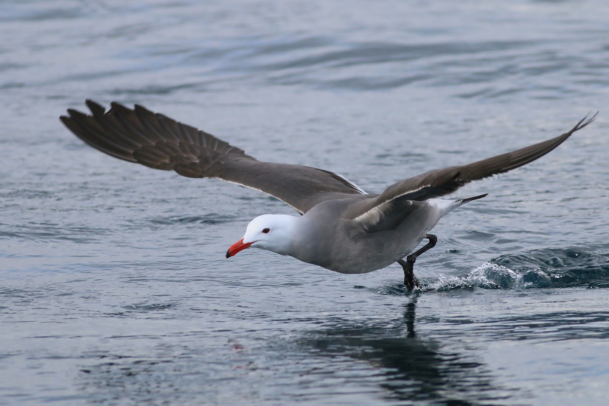 Heermann's Gull - Jan Andersson