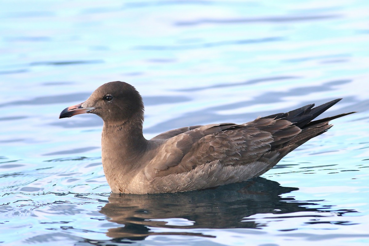 Heermann's Gull - Jan Andersson