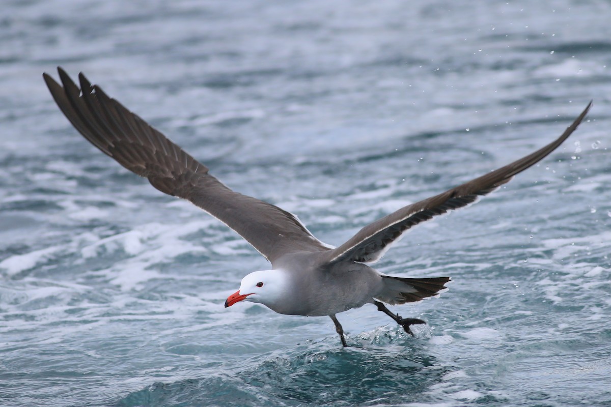 Heermann's Gull - Jan Andersson