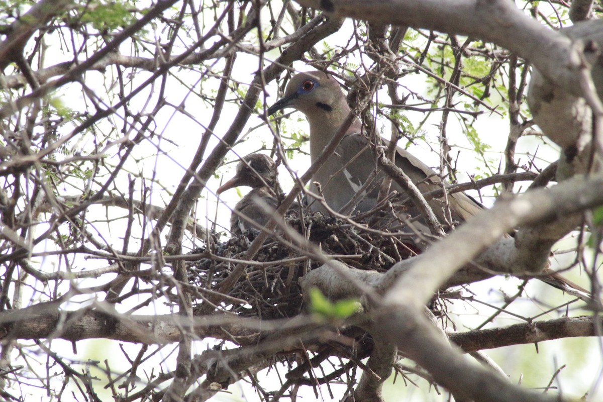 White-winged Dove - megan collins