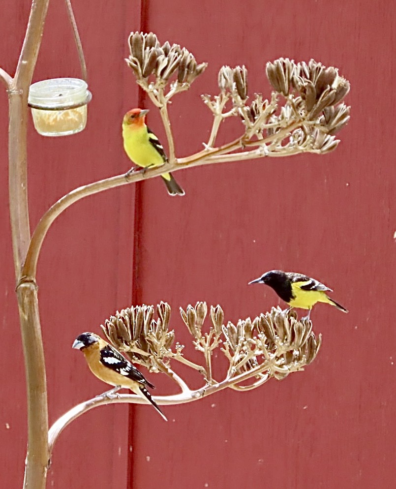 Black-headed Grosbeak - Maikel Wise