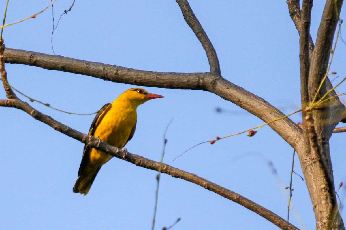 Indian Golden Oriole - ML618093613