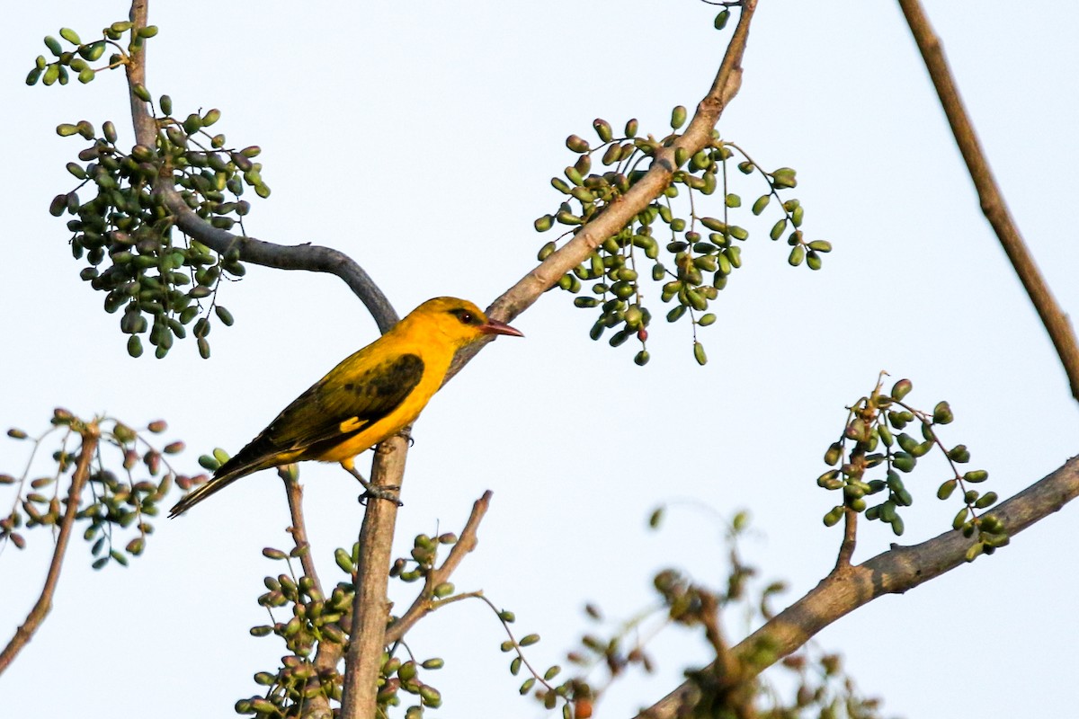 Indian Golden Oriole - ML618093614