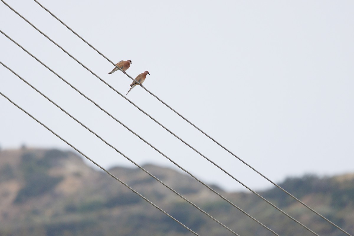 Laughing Dove - Henry Wyn-Jones