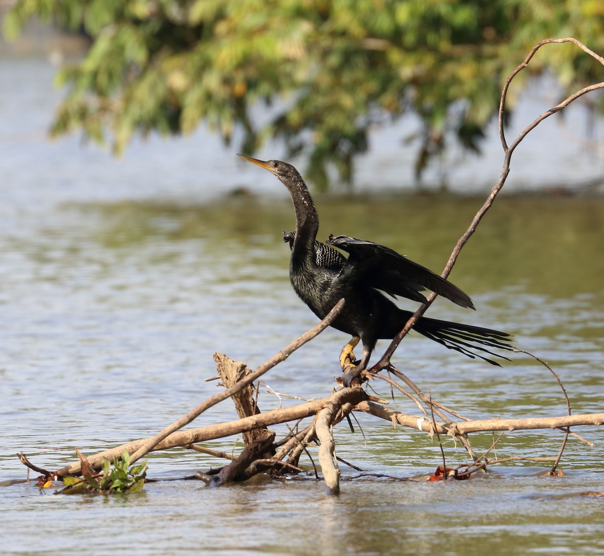 Anhinga - Braden Collard