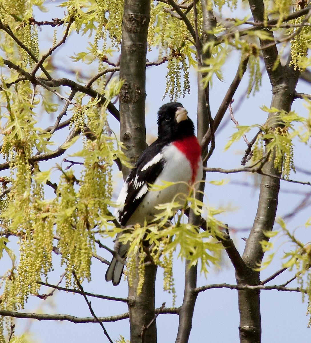 Rose-breasted Grosbeak - Michael Yellin