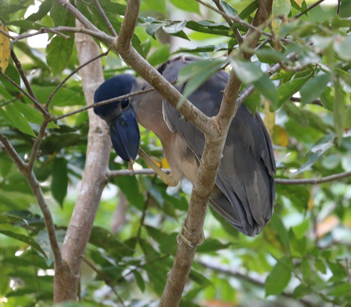 Boat-billed Heron - Braden Collard