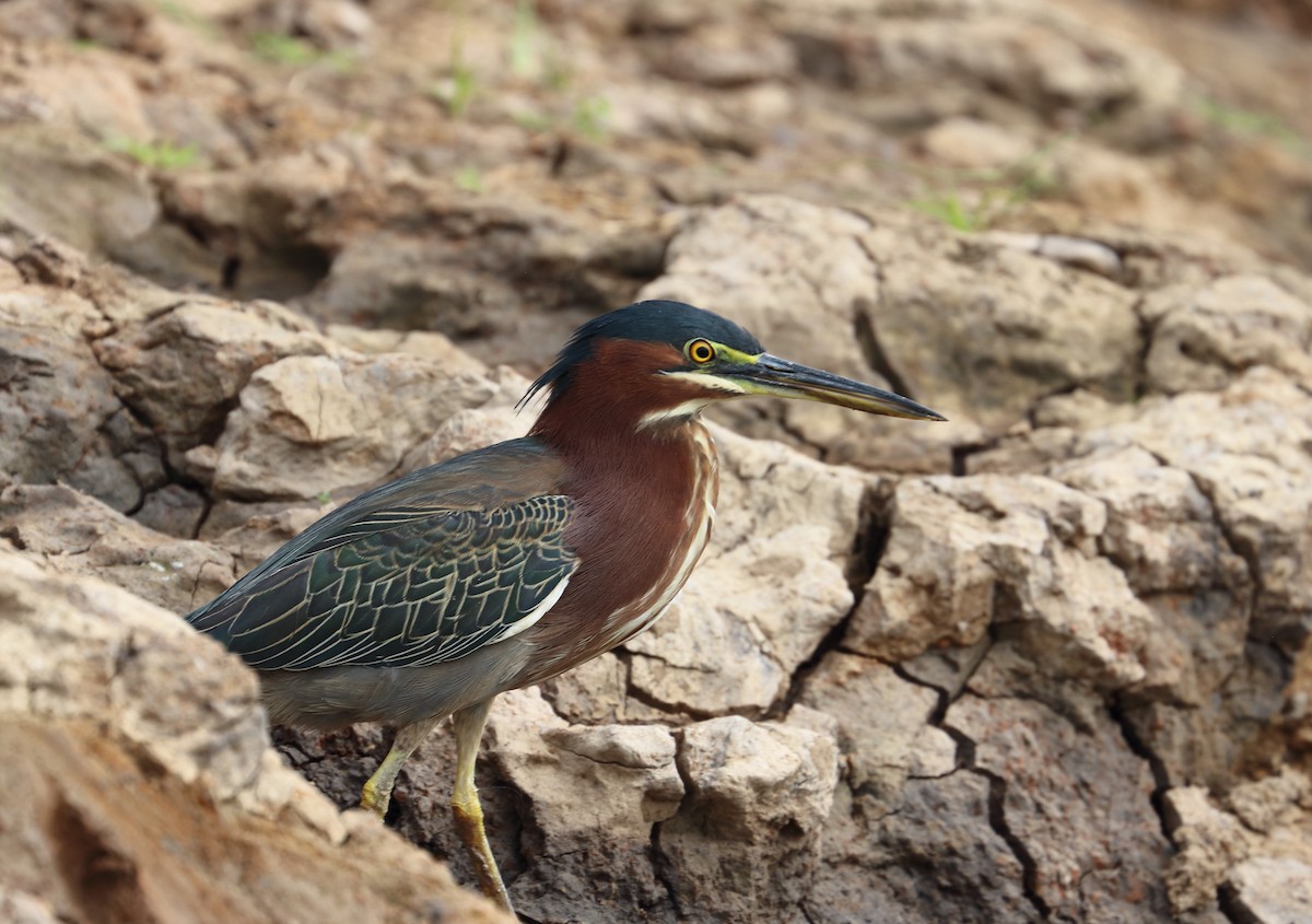 Green Heron - Braden Collard